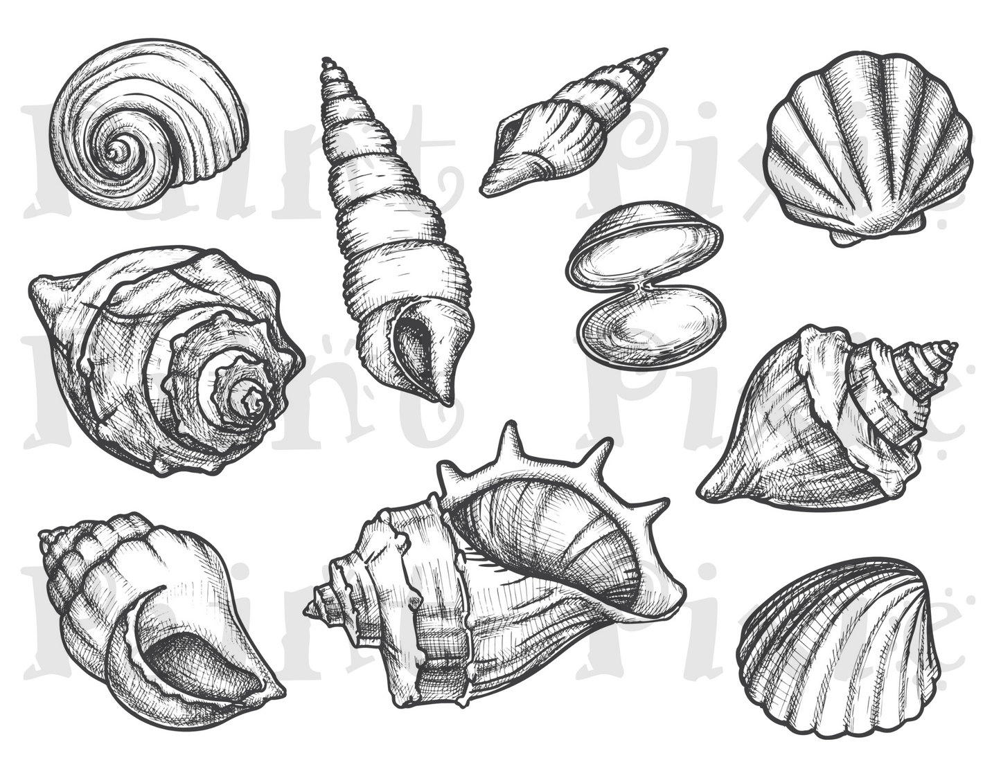 Seashell Rub-on Transfer