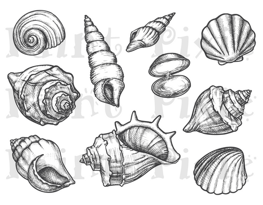 Seashell Rub-on Transfer