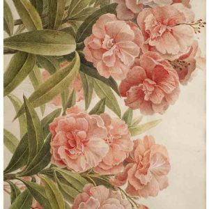 Muller's Peonies Posh Chalk Deluxe Decoupage