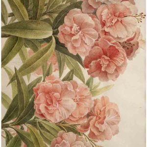 Muller's Peonies Posh Chalk Deluxe Decoupage